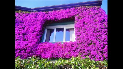 Las ventanas y el Feng Shui