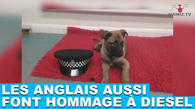 Les anglais aussi font hommage à Diesel ! L’info maintenant dans la minute chien #116