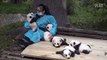 Payée pour caliner des bébés panda - Panda Center - Chine