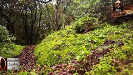 5 bin yıllık doğal mumya Ötzi, bilim dünyasını şaşkına çevirdi
