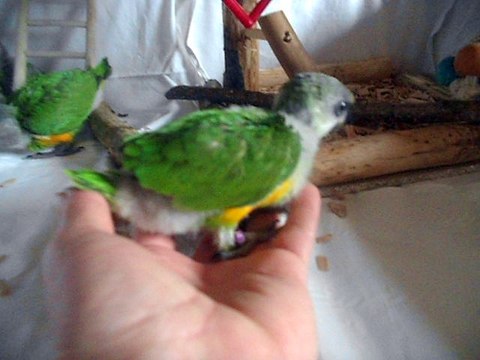 mes bébés youyou du sénégal