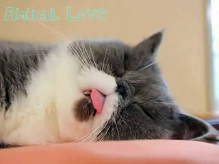 Un chat a le visage endormi le plus mignon JAMAIS VU!