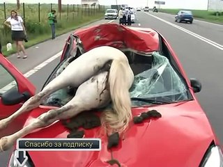Авария с животным Жесть