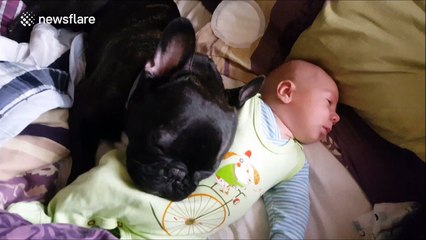 Dog acts as snoring blanket for baby