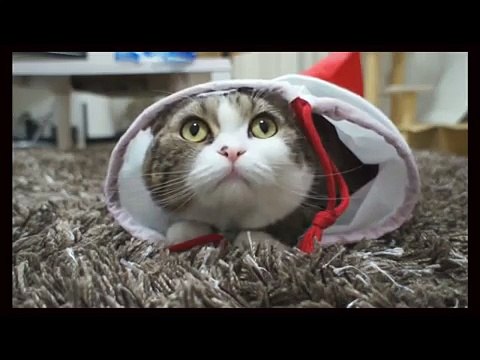 Нереально прикольный кот. Приколы с котами