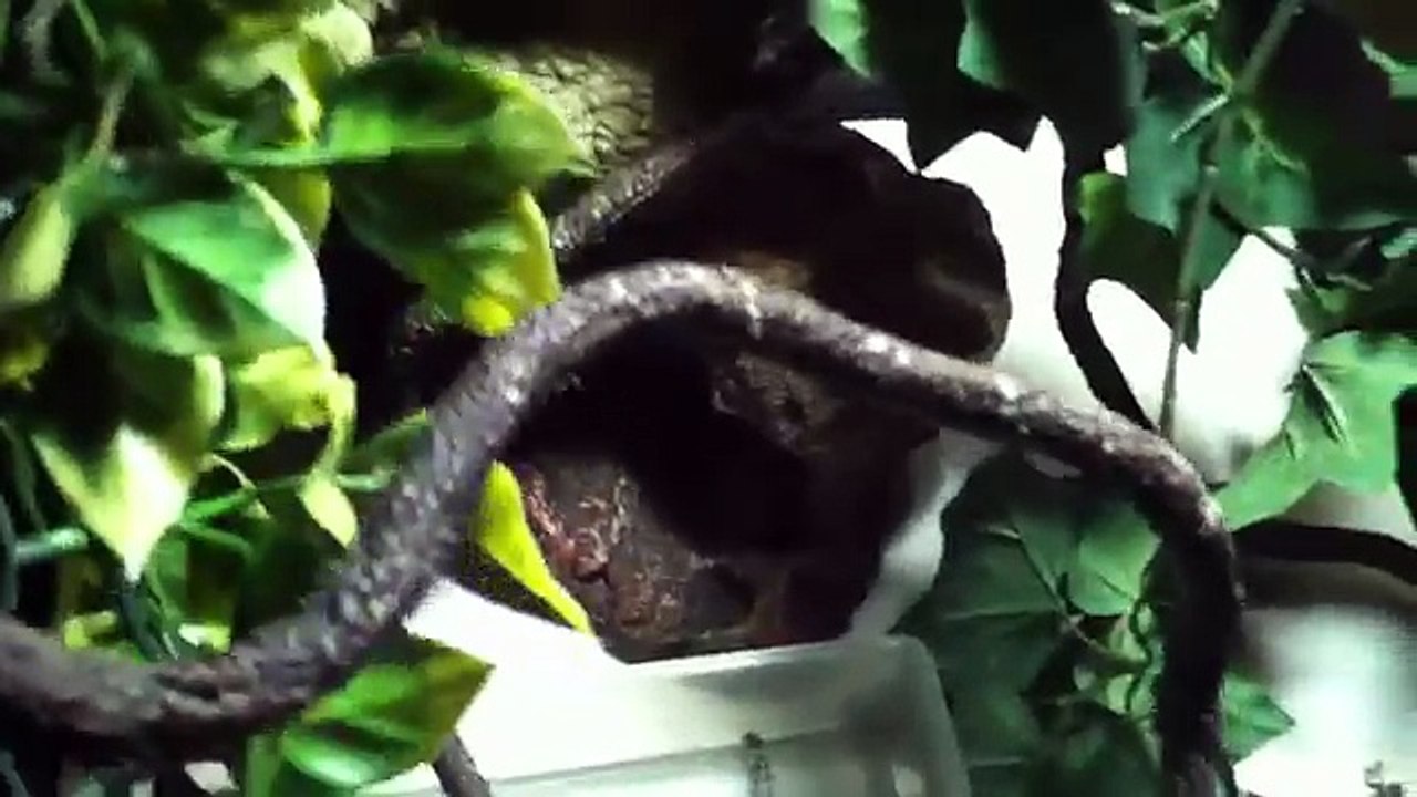 Yemen Veiled Chameleon Care Guide.