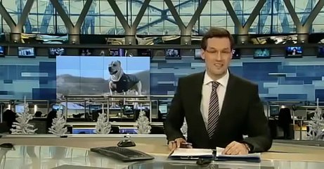 Пес паркурист - звезда Украины