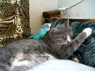 Попугай зодолбал кота, просто достал его!