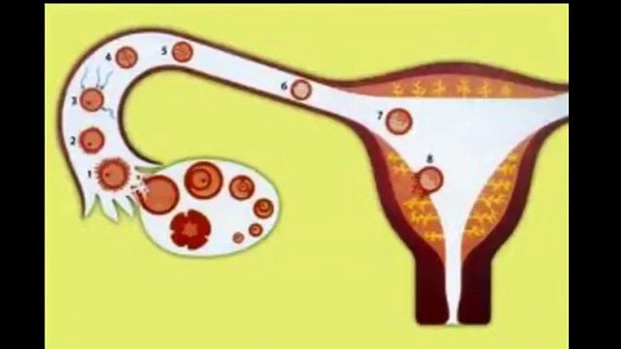 6 Causas de Infertilidad en la mujer - Milagro para el embarazo