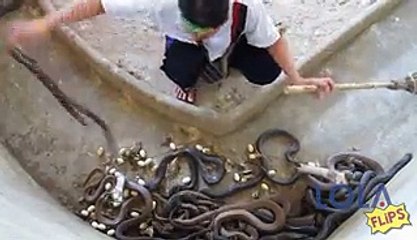 Man Gets Far Too Close to These Angry Snakes!