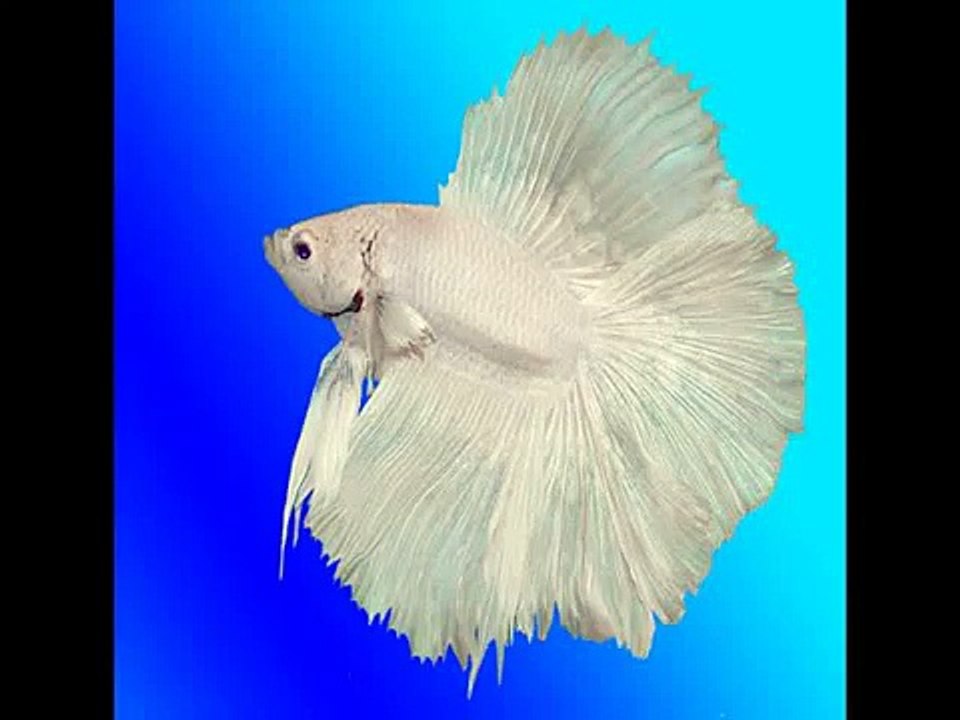 Betta Care Made Easy