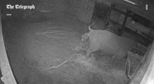 Eastern black rhino gives birth to calf at Chester Zoo