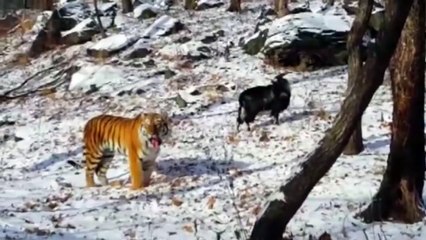 Un tigre se lie d’amitié avec une chèvre