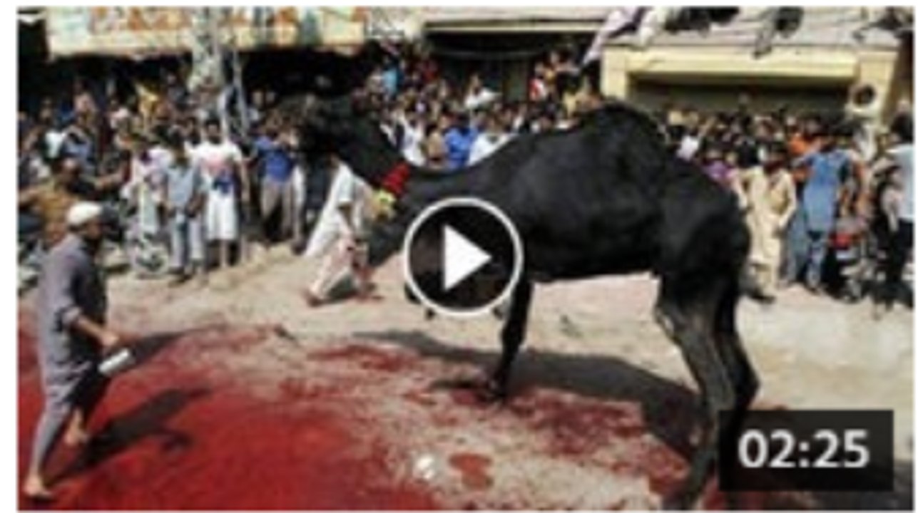 Bakra Eid 2015 -  Black Camel kick - Must Watch