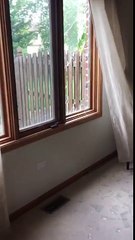 Une biche blessée laisse une scène de crime derrière elle