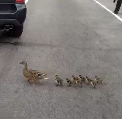 Dejen pasar a los patos