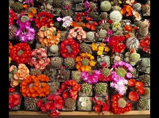 Как цветут кактусы - яркое зрелище. cactus blossom.