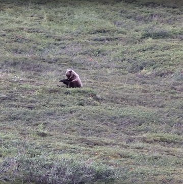 Un grizzli fan de roulades