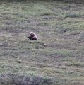 Un oso grizzli aficionado a las volteretas