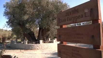 En Yaşlı Zeytin Ağacı Hz. İsa ile Yaşıt Olabilir"