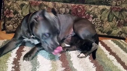 Download Video: This Huge Pit Bull Was Hiding Something. When She Moved Her Head I Was Stunned.