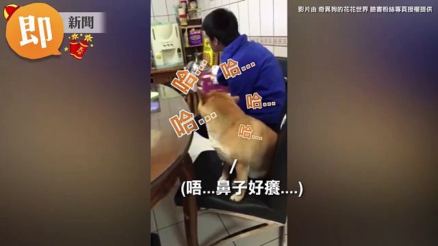 ETtoday寵物雲 - 笑什麼沒看過狗打噴嚏喔 柴柴醞釀好久看得我鼻子都癢了 _ Facebook