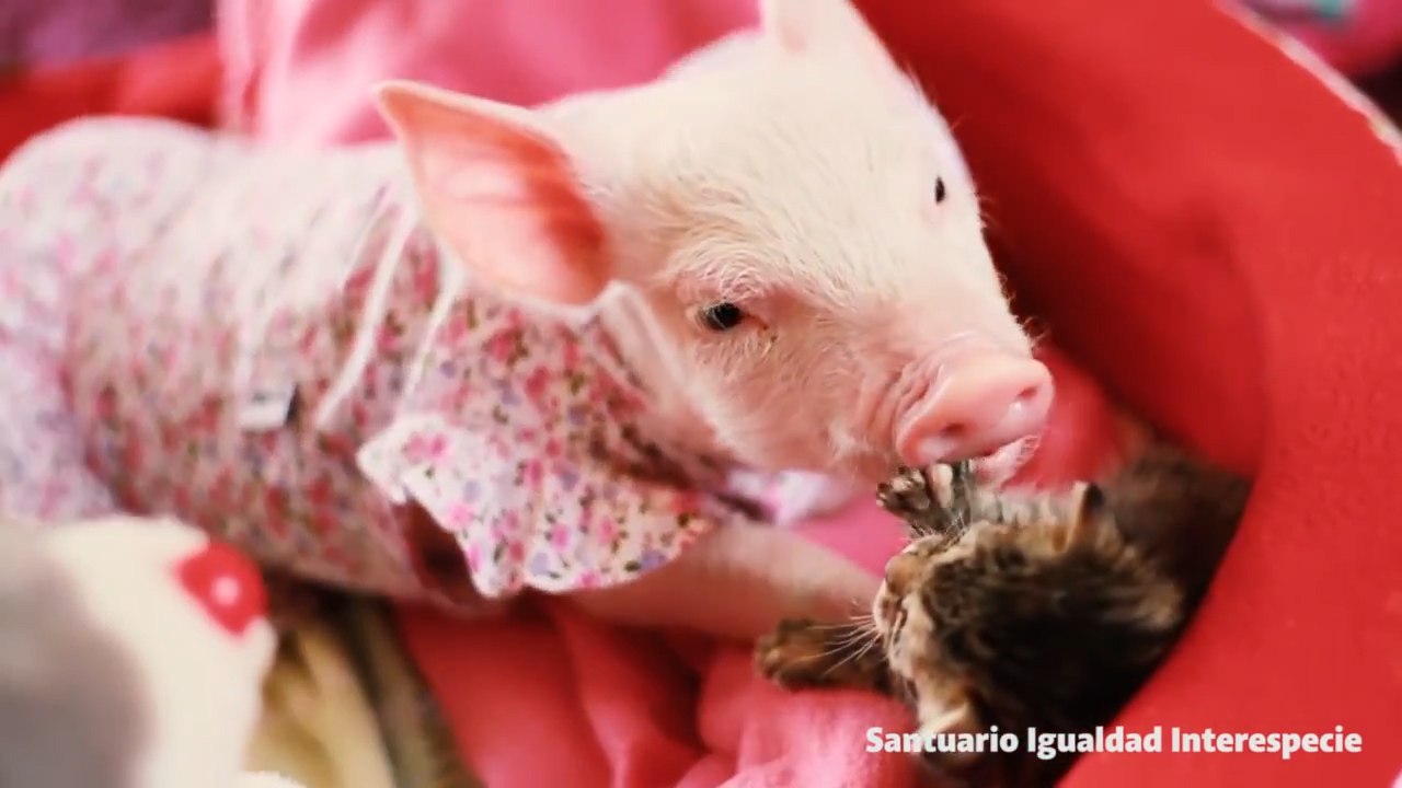 Un petit cochon et un chaton font des câlins