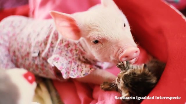 Un petit cochon et un chaton font des câlins