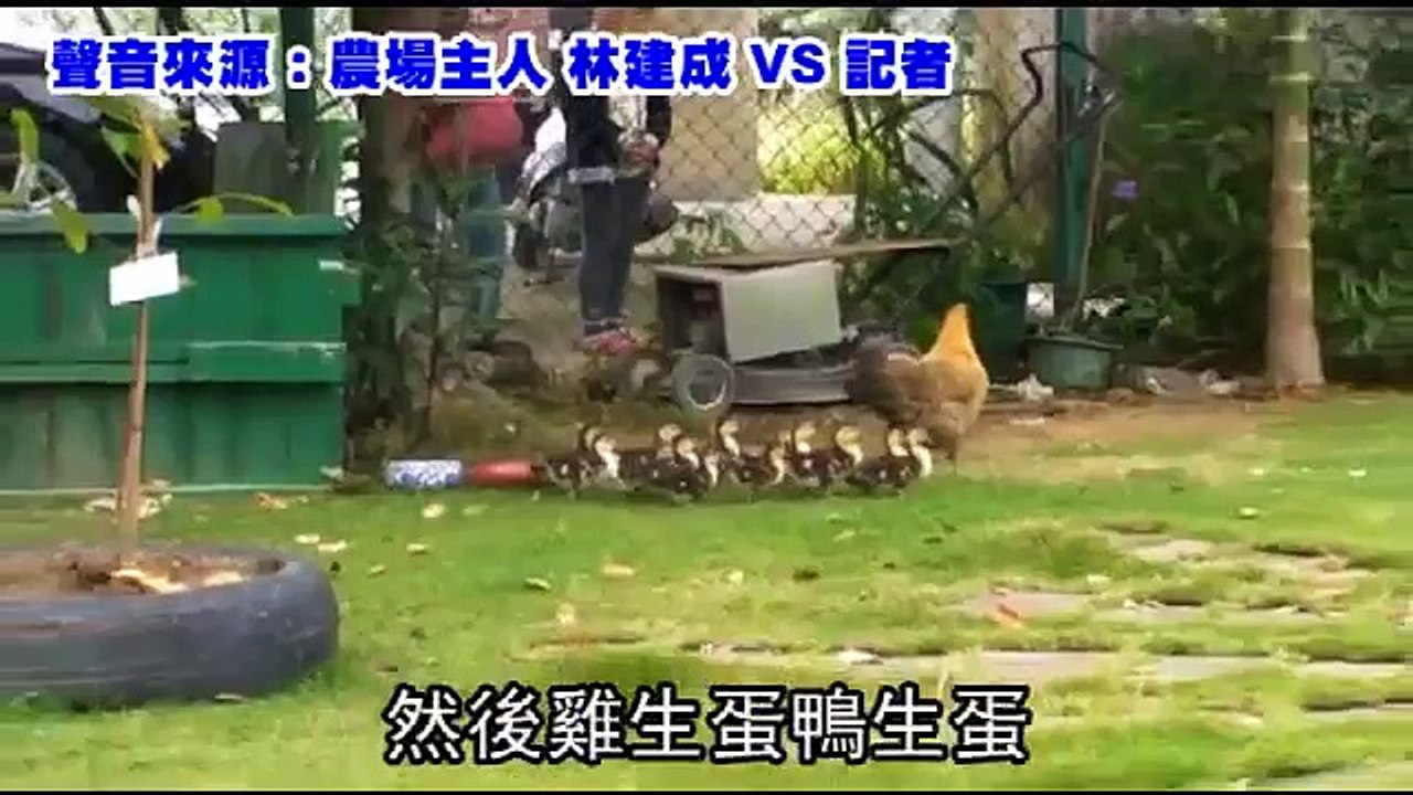母雞孵出小鴨