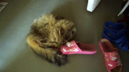 un chat se coince la tete dans une chaussure