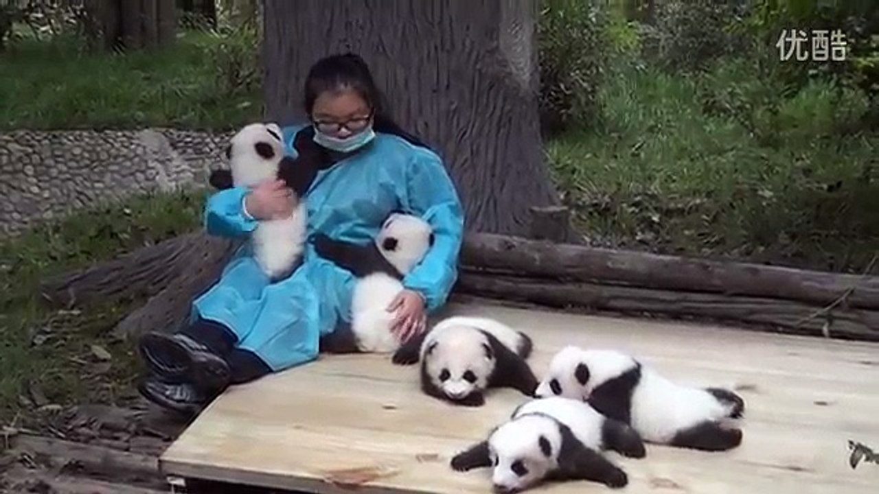 The best job in the world paid $ 32,000 per year to pet panda babies