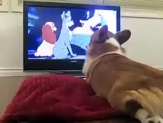 Guarda LILLY e IL VAGABONDO e si sente SOLO hahahahahah !!!!