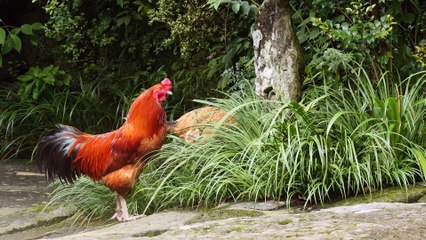 Exclusive Onsen Ryokan - Japan - HD