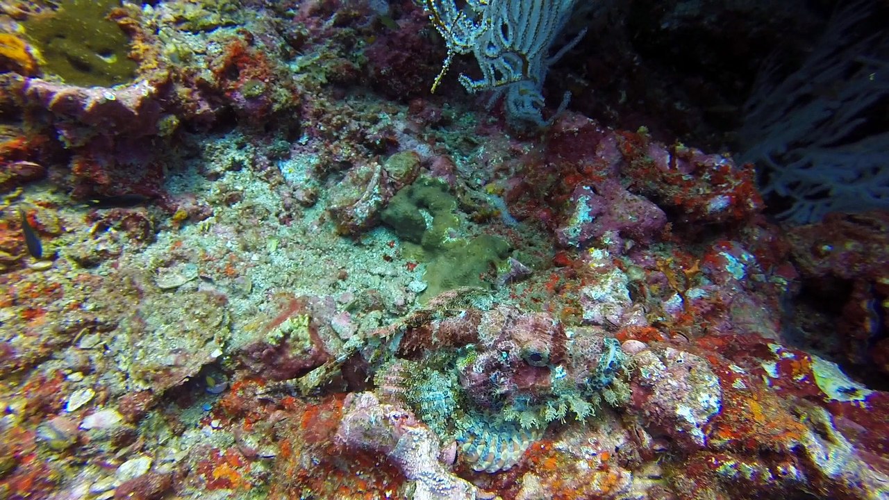 Diving Phuket LOB 2015