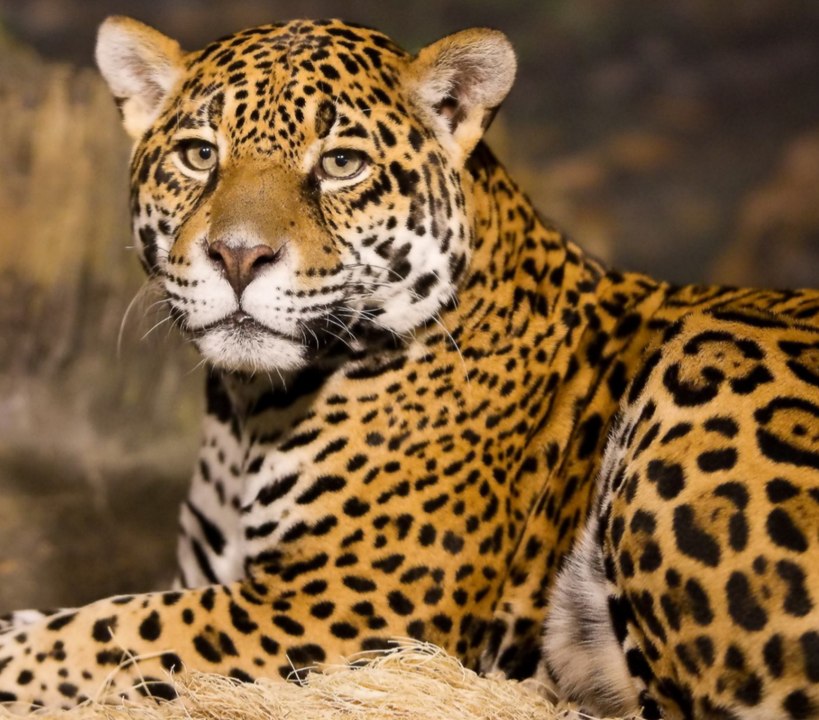 Top 10 dangerous animals, dangerous animals, most dangerous animals, elephant, elephant weight, african forest elephant, Blue Ringed Octopus, Brazilian Wandering Spider,  Hippopotamus, Komodo Dragon, Leopard, Mosquito, Saltwater Crocodile, Tse Tse Fly, cr