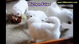Bichon Frise, Puppies, For, Sale, in, New York, City, NY, Albany, State, Up