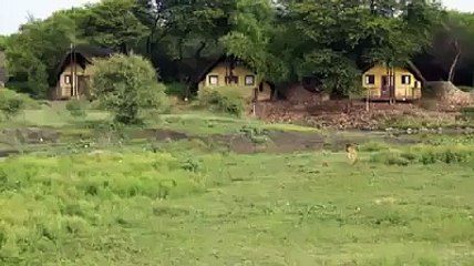 الرحمة والإنسانية ليست حكراً على الإنسان