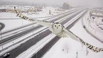 Traffic camera captures glorious image of snowy owl in flight