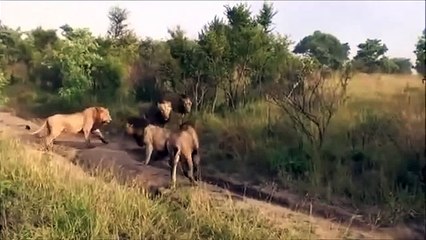 ЛЬВЫ УБИВАЮТ ЛЬВА