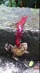 Red Centipede Eating Frog
