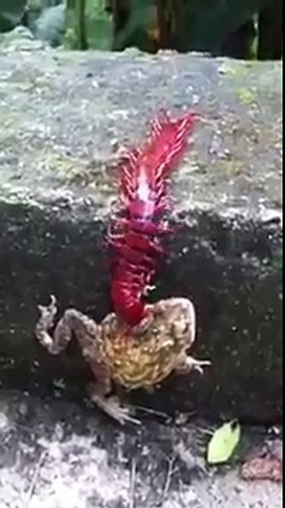 Red Centipede Eating Frog