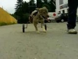 Voiturette pour petit chien handicapé