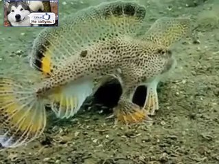 Рыба с ногами - ЖЕСТЬ !