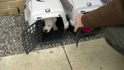 83ème vidéo Au retour du vétérinaire avec les chiots de STAFFORDLAND