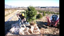 Great Screening Trees for Pa Landscapes  for 2016