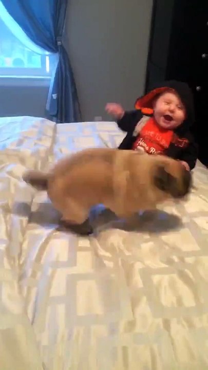 Un bébé se tape un fou rire d'anthologie en s'amusant avec un carlin