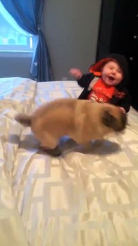 Un bébé se tape un fou rire d'anthologie en s'amusant avec un carlin