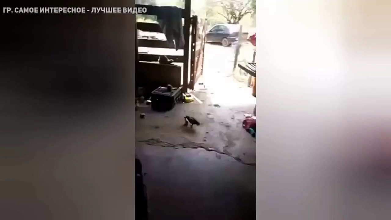 Дерзкий цыплёнок