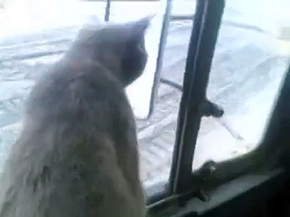 Суровый челябинский Кошак