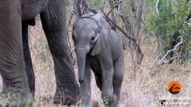 Une maman éléphant protège son bébé des touristes dans un parc animalier!